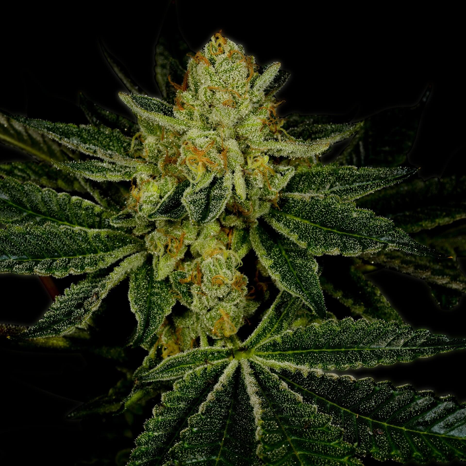 LSD Weed Strain: A Guide to Growing and Enjoying this Psychedelic Cannabis