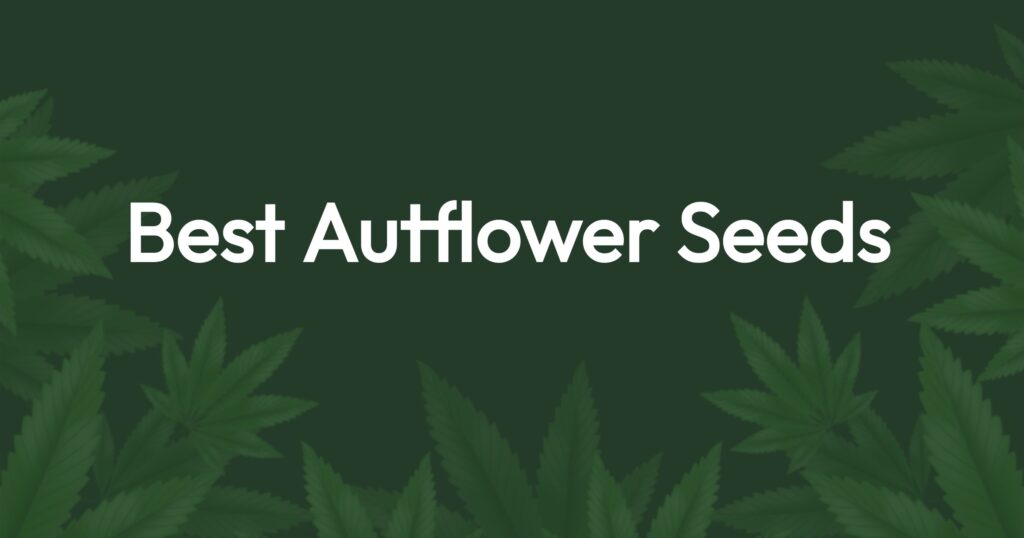 Best Autoflower Seeds High Yield Autoflower Strains [2024]