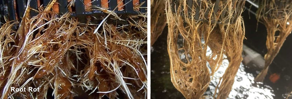 How To Fix Cannabis Root Rot Pics Symptoms